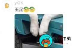 玉足梗意思是什么